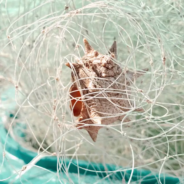 Conch entangled in a fishing net